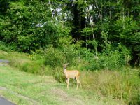 Summer Vacation 2018-121  Wildlife!
